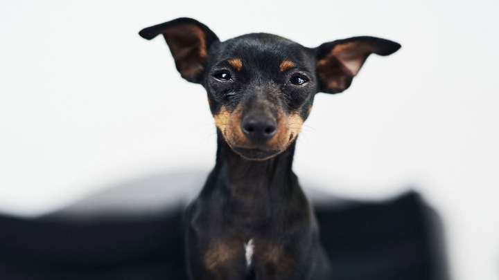 Por que os pinschers tremem? Fenômeno abrange outras raças de cachorro de pequeno porte